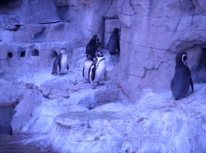 Outside of the penguin exhibit