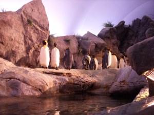 Inside the penguin exhibit