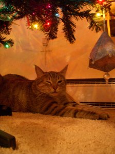 Pepper chilling out under the tree